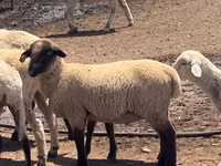 Domba jantan, Hampshire sheep — foto 1