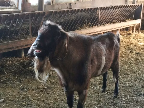 Козёл, Нубийская коза или англо-нубийская
