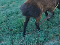 मेढ़ा, Qashqai sheep — फ़ोटो 2