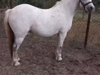 Jument, Chevaux — photo 1