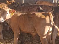 أبقار (دفعة، الجنس غير محدد), Simmental cattle — الصورة 2