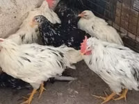 Chickens — Foto 2