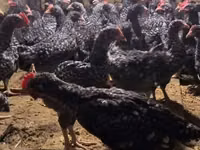 Chickens — फ़ोटो 1