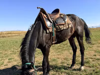 Cheval, Karachay horse — photo 2