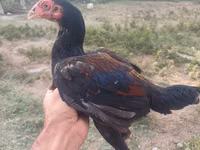 Chickens — photo 5