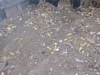 Ayam Cemani — photo 6