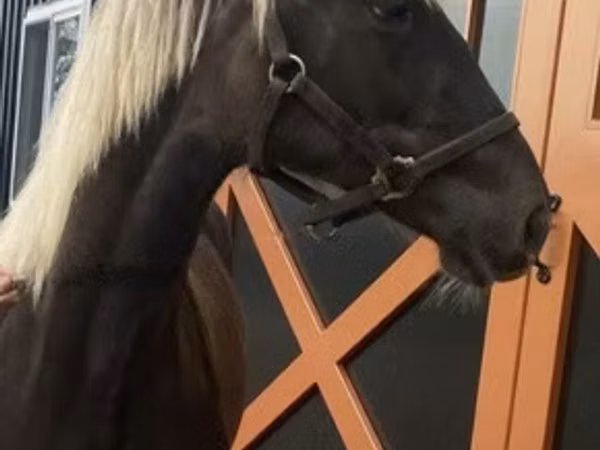 雄馬, Rocky Mountain Horse