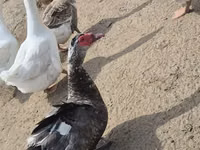 إيست إندي — الصورة 6