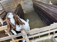Ziegenbock, Beetal goats — Foto 1