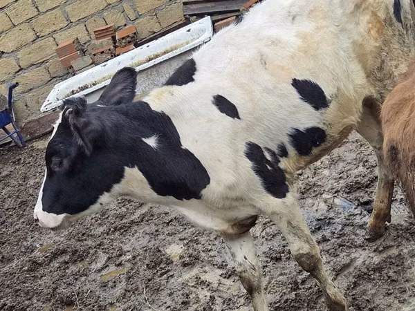 गाय, Ukrainian Red Pied Dairy cattle