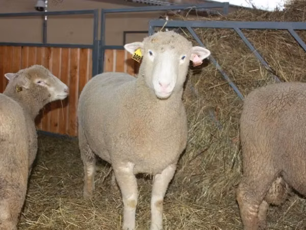 Bélier, Dorset horn sheep
