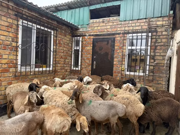 मेढ़ा, Rhon sheep
