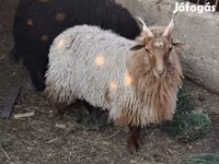 Oveja, Racka sheep — foto 3