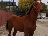 Caballo, Budyonny horse — foto 2
