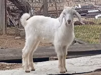 Kambing jantan, Damask goat — foto 3