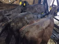 Sapi (batch, jenis kelamin tidak disebutkan), Cattle — foto 3