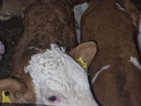 Bovins (lot, sexe non indiqué), Simmental cattle — photo 4