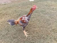 Chickens — photo 5