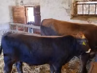 公牛, Brown Carpathian breed — 照片 2