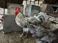 Australorp — Foto 3