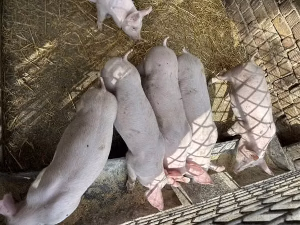 豚（ロット、性別未指定）, 