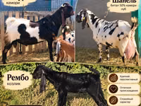 Chèvre, Gembrong goats — photo 1