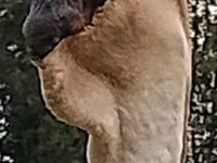 تشاينيز — الصورة 1