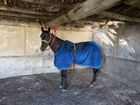 Cheval, Thoroughbred horse — photo 1