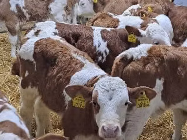 Bovinos (lote, sexo no especificado), Simmental cattle