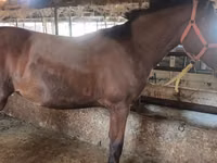 Jument, Thoroughbred horse — photo 8