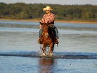 Caballo, Mule — foto 8