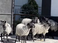 Domba betina, Romanov sheep — foto 2