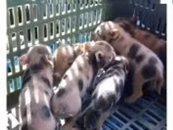 Babi betina, Pigs