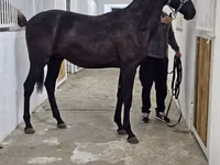 雄馬, Akhal-Teke — 写真 8