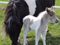 فرس, Miniature horse — الصورة 6