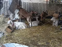 Ziege, Saanen goat — Foto 3