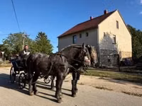 Caballo, Percheron — foto 4