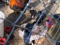 Marans — photo 1