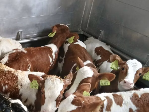 सांड, Simmental cattle