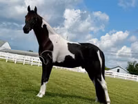 Caballo, Tennessee Walking Horse — foto 5