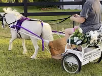 حصان, Miniature horse — الصورة 2