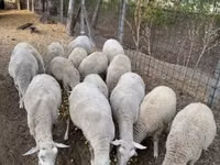 羊（ロット、性別未指定）, Ile-de-France sheep — 写真 2
