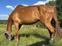 雌馬, Polish pony — 写真 4
