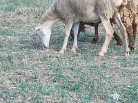 Domba betina, Sheep — foto 2