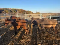 Caballo, Hucul pony — foto 3