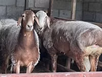 भेड़, East Friesian Dairy sheep — फ़ोटो 4