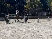 حصان, Oldenburg horse — الصورة 3