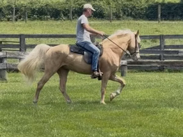雄馬, Rocky Mountain Horse