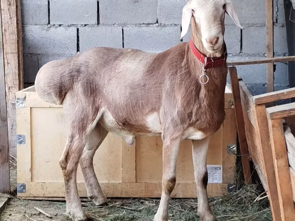 公羊, Rhon sheep