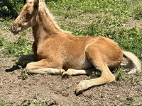 雄馬, Rocky Mountain Horse — 写真 7